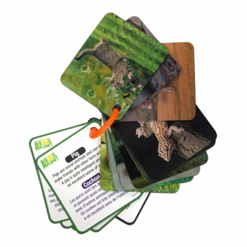 Smart Play Animal Planet 3D Creatures Flash Cards Set, 1 - Ralphs