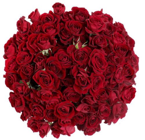 Big Bunch Spray Rose Perspective: bottom