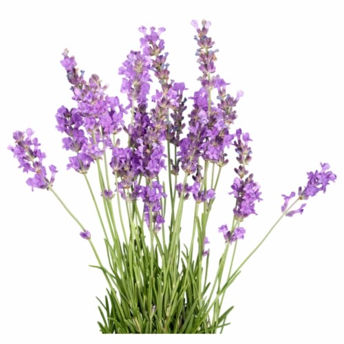 Honey Lavender Body Polishing Scrub Perspective: bottom