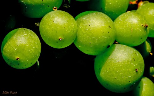 Neyers Los Carneros Chardonnay White Wine Perspective: bottom