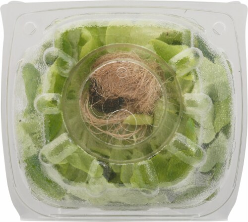 Vertical Roots® Green Oak Living Lettuce Perspective: bottom