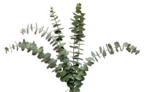 Eucalyptus Assortment Perspective: bottom