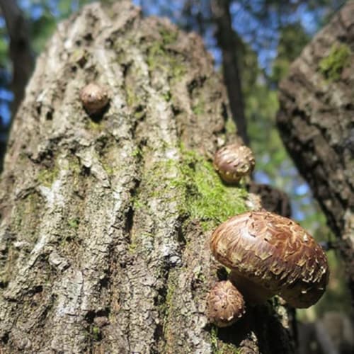 Forest-grown Japanese Dried Shiitake Donko 300g Perspective: bottom