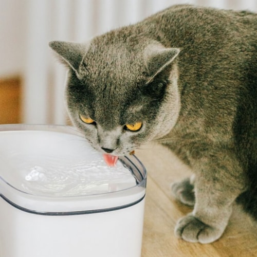 Petoneer Fresco Mini Plus Silent Running Pet Cat Filtered Fresh Water Fountain 1 Piece Foods Co