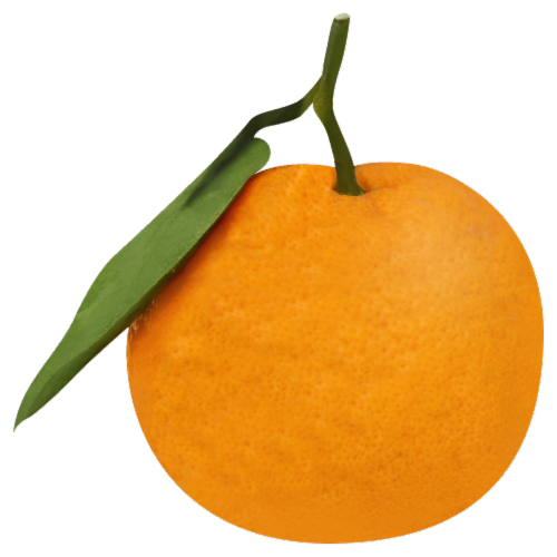 Mammoth Satsuma Tangerines Perspective: front