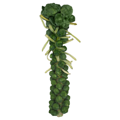 Brussels Sprouts - Stalk Perspective: front