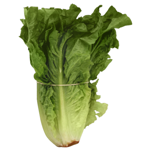 Red Leaf Romaine Lettuce Perspective: front