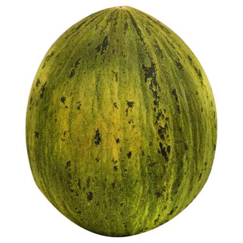 Camouflage Melon Perspective: front