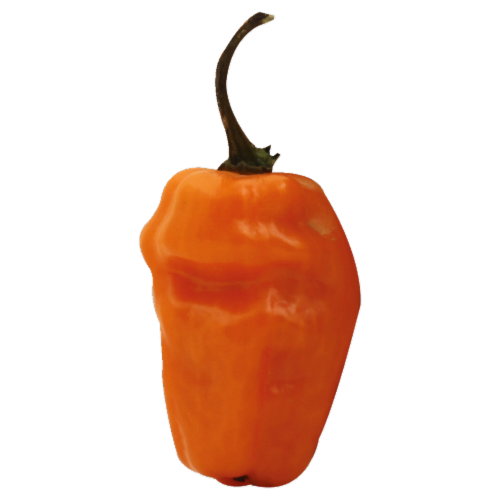 Habanero Peppers Perspective: front