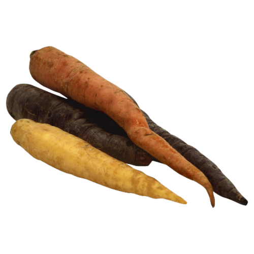 Carrots Perspective: front