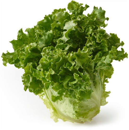 Green Leaf Lettuce Perspective: front