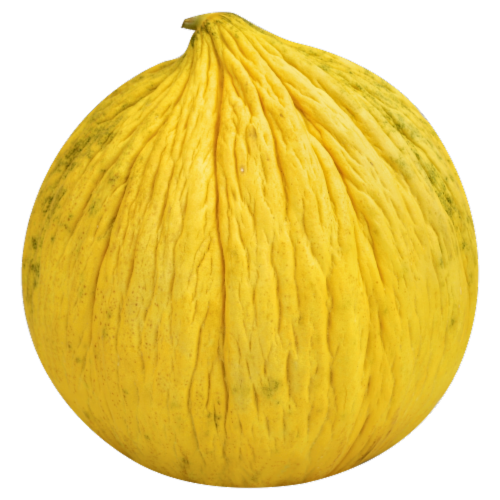 Casaba Melon Perspective: front