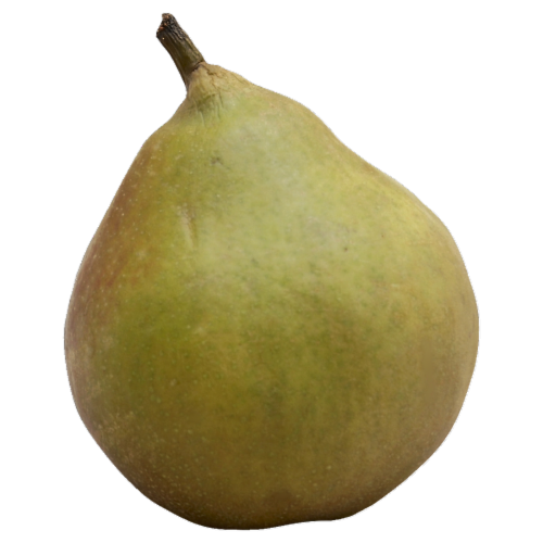 Seckel Pear