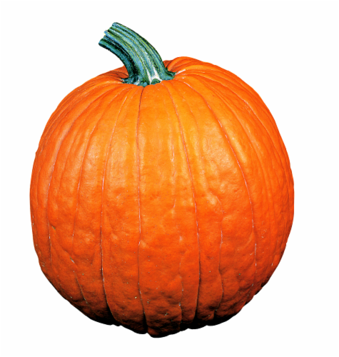 Pumpkin Perspective: front