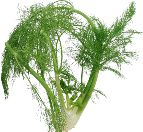 Fennel Perspective: front