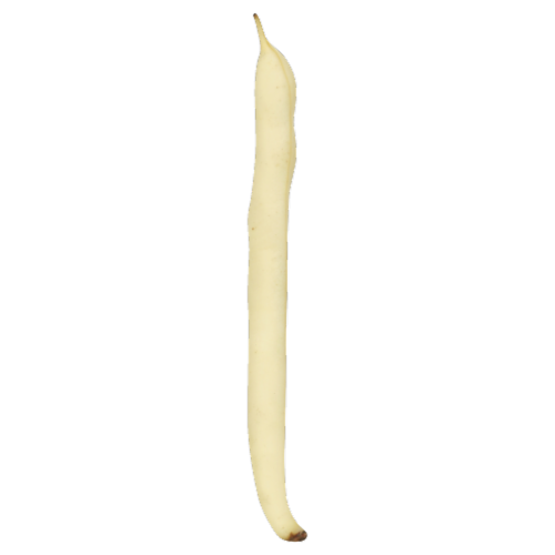Yellow Wax Beans Perspective: front