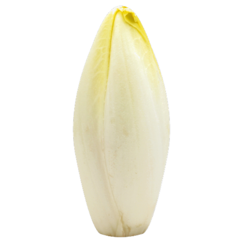 Belgian Endive Lettuce Perspective: front