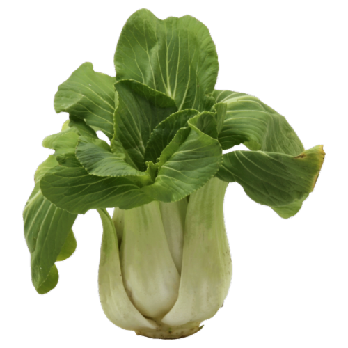 Baby Bok Choy Perspective: front