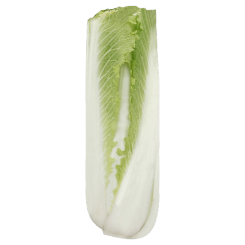Medium Green Cabbage Perspective: front