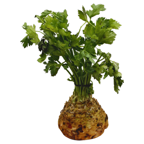 Celery Root - Bulk Perspective: front