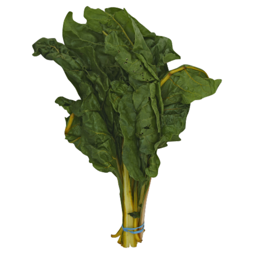 Rainbow Swiss Chard Perspective: front