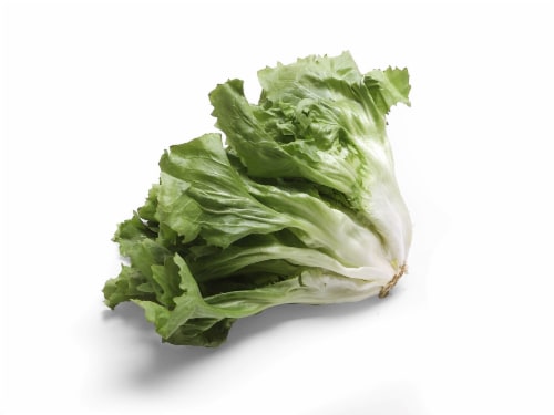 Escarole Lettuce Perspective: front