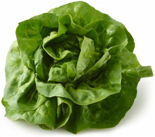 Boston Lettuce Perspective: front
