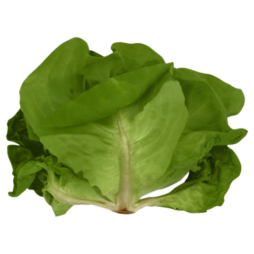 Bibb Hydroponic Lettuce Perspective: front