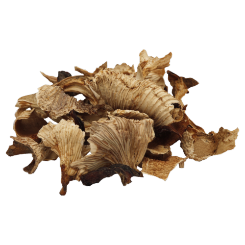 Chanterelle Mushrooms Perspective: front
