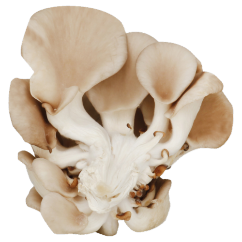 Oyster Mushrooms Perspective: front