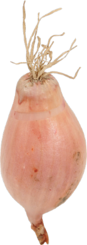 Shallots Perspective: front