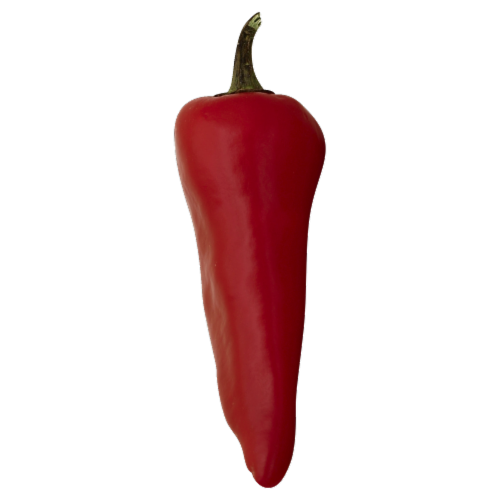 Red Pasilla Chile Perspective: front