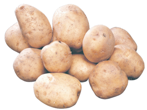 Kennebec Seed Potatoes