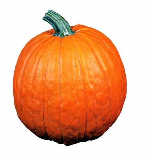 Fresh Grown Medium Pumpkins (Up to 13 lbs) - Each Perspective: front