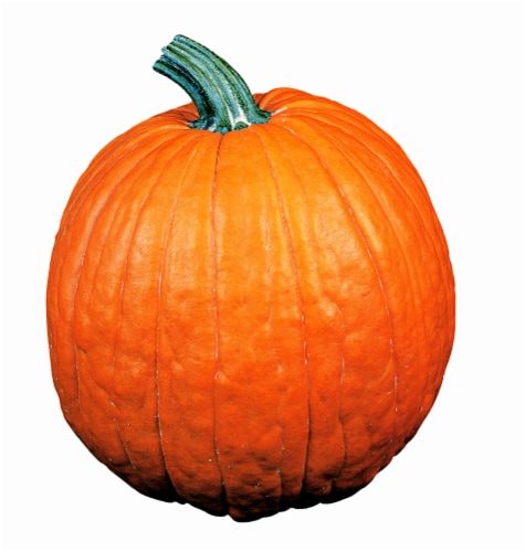 Fresh Grown Large Pumpkins (Up to 19 lbs) - Each Perspective: front