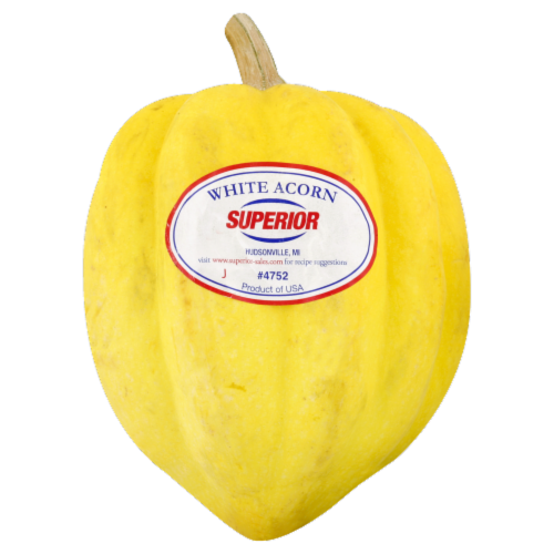 White Acorn Squash Perspective: front