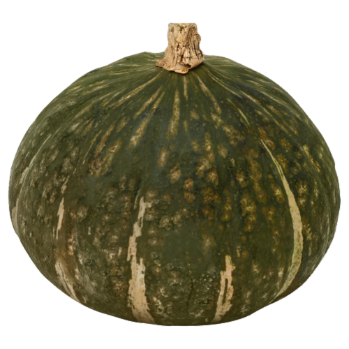 Buttercup Squash Perspective: front