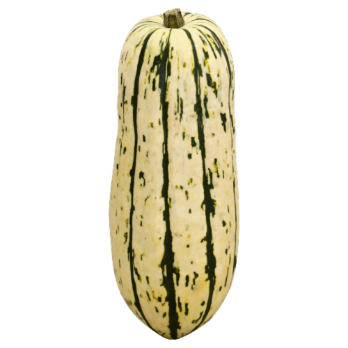 Frieda's Squash Delicata Perspective: front
