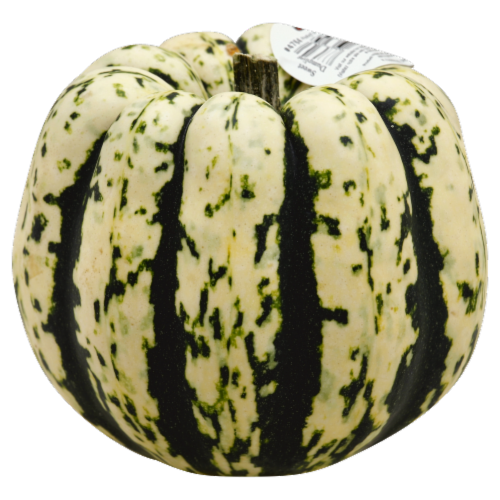 Squash Perspective: front