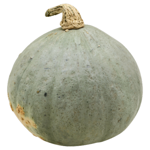 Golden Hubbard Squash Perspective: front