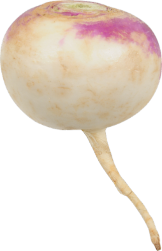 Turnip Perspective: front