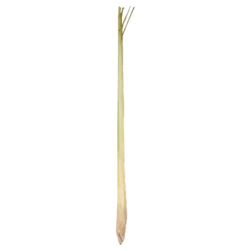 Lemon Grass Perspective: front