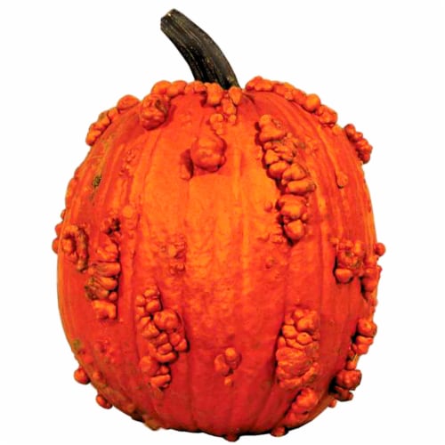 Fresh Grown Knucklehead Pumpkin - Each Perspective: front
