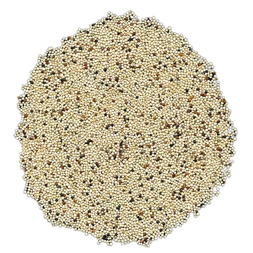 Tri-Color Quinoa Perspective: front