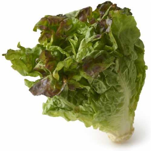 Organic Red Leaf Lettuce Perspective: front