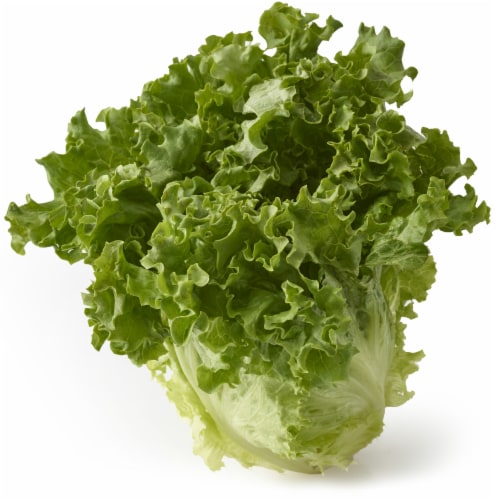 Organic Green Leaf Lettuce Perspective: front