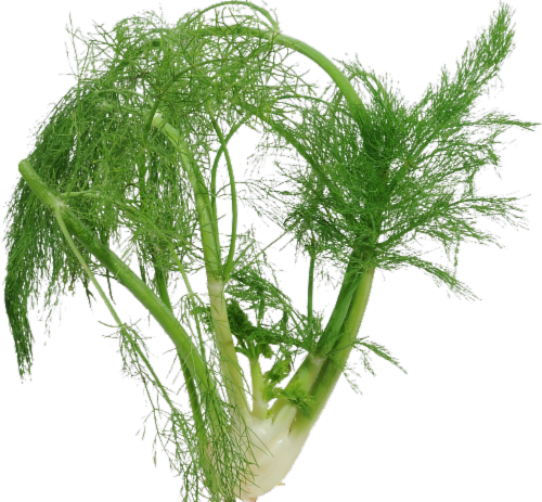 Organic - Fennel Perspective: front