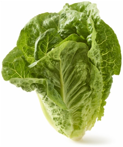 Organic Romaine Lettuce Perspective: front