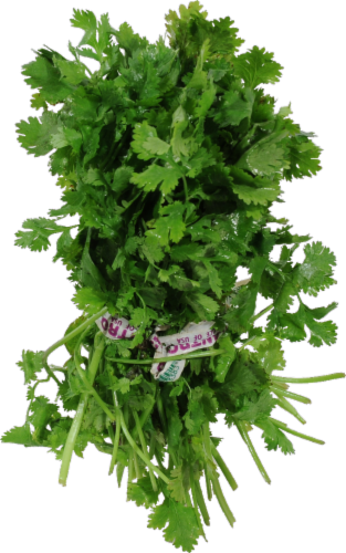 Organic Cilantro Perspective: front