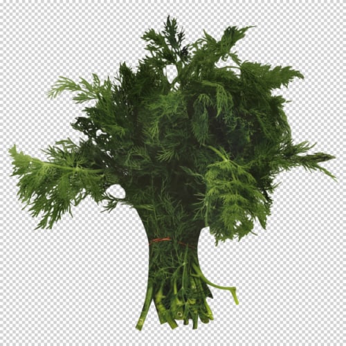 Dill - Organic Perspective: front